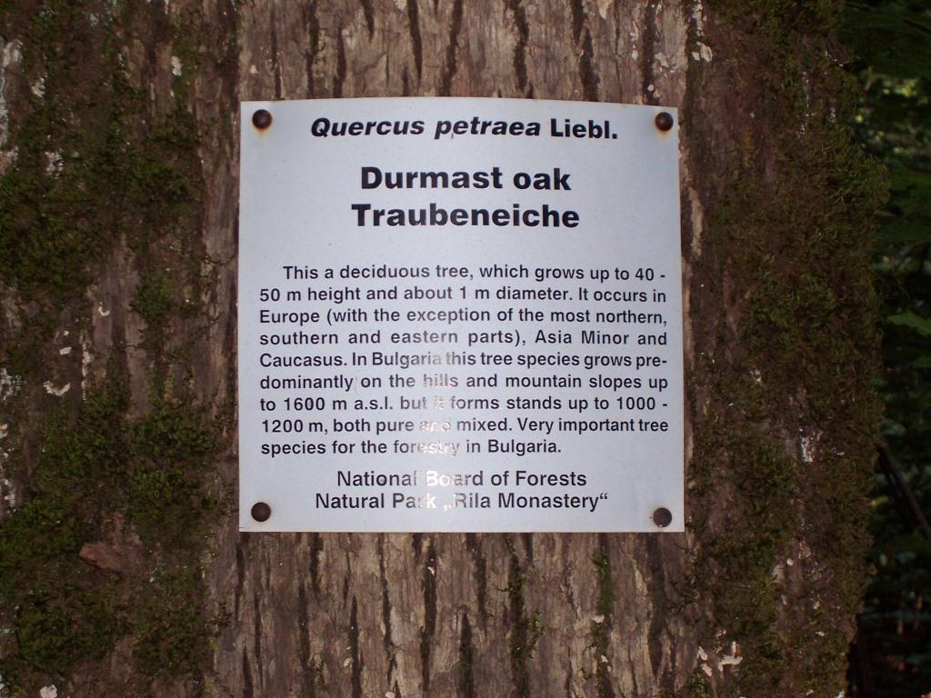 Traubeneiche